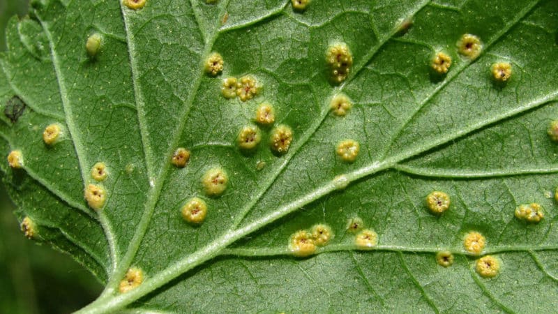 Diseases and pests of currants, methods of combating them, preventive measures