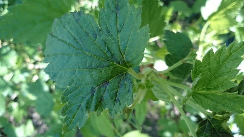 Diseases and pests of currants, methods of combating them, preventive measures