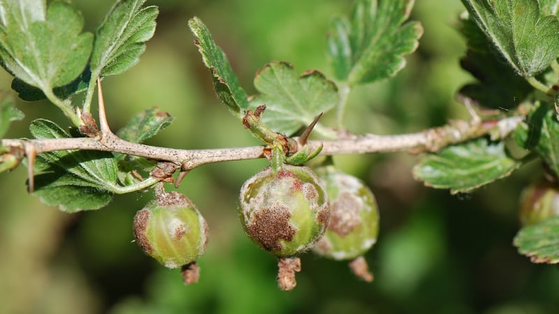 Gooseberry diseases and their treatment