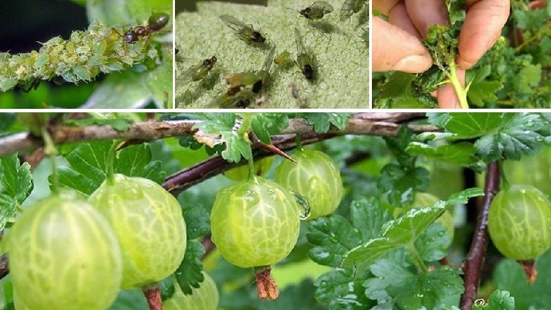 Gooseberry diseases and their treatment