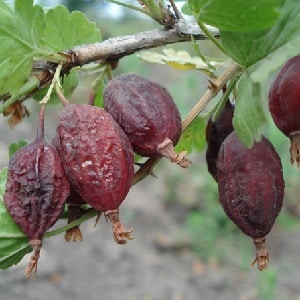 Gooseberry diseases and their treatment