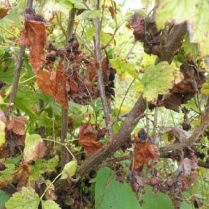Gooseberry diseases and their treatment