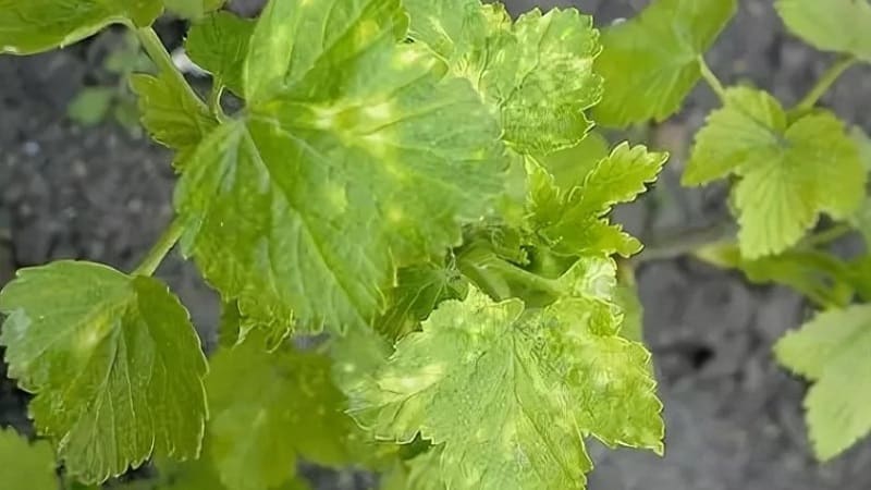 Gooseberry diseases and their treatment