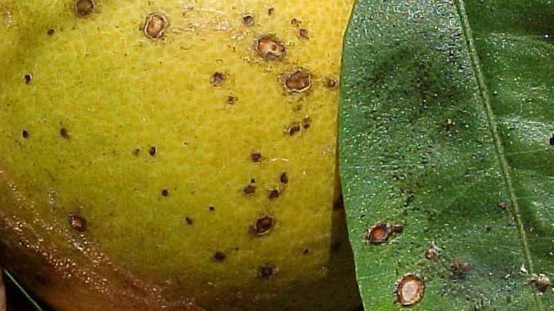 How to save tangerines from worms and diseases