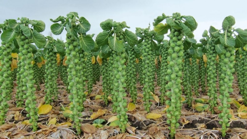 What is the name of small cabbage?