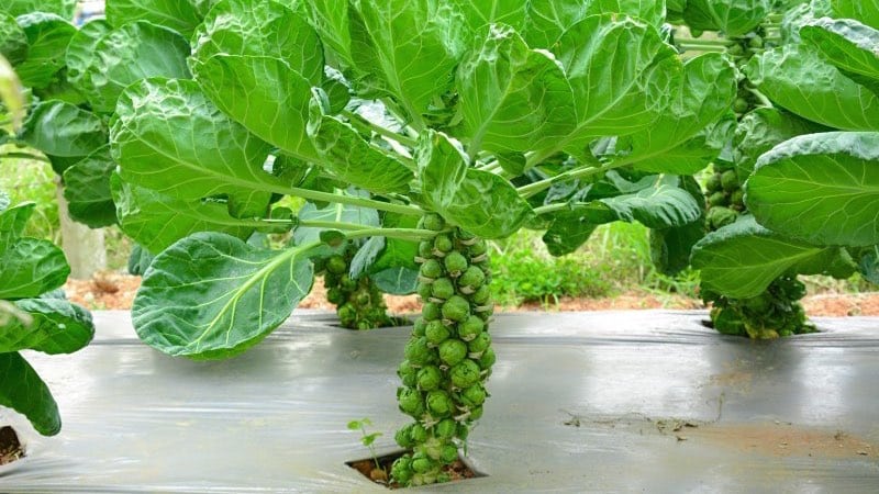 Brussels sprouts: description with photos and growing technology