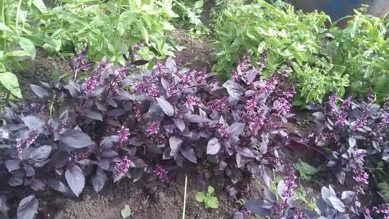 A fast-growing basil variety called Rosie with excellent flavor and aroma.