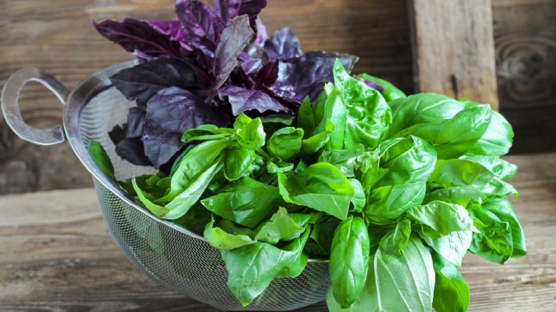 A fast-growing basil variety called Rosie with excellent flavor and aroma.