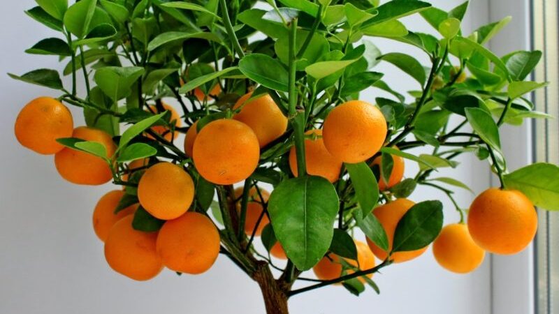 The best fertilizers for a tangerine tree at home