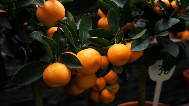The best fertilizers for a tangerine tree at home