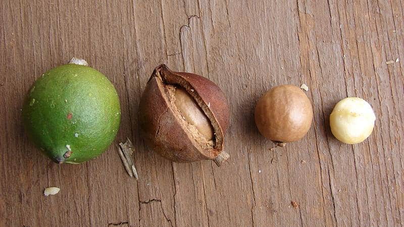 What are the health benefits of macadamia nuts?