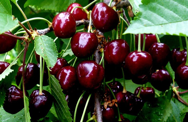 Top best varieties of cherries for Central Russia