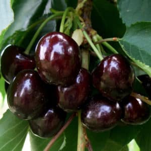 The cherry variety Iput, adored by many gardeners