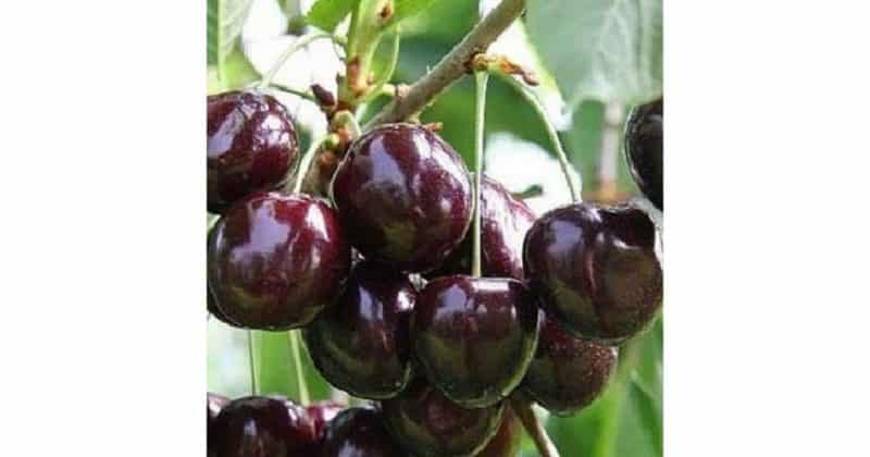 The cherry variety Iput, adored by many gardeners