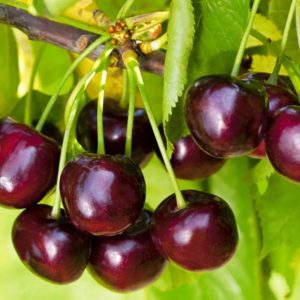 The cherry variety Iput, adored by many gardeners