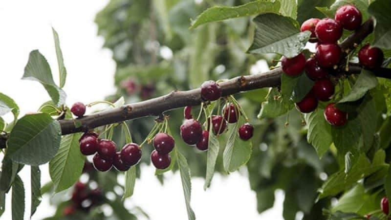 The cherry variety Iput, adored by many gardeners