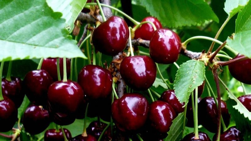 The cherry variety Iput, adored by many gardeners
