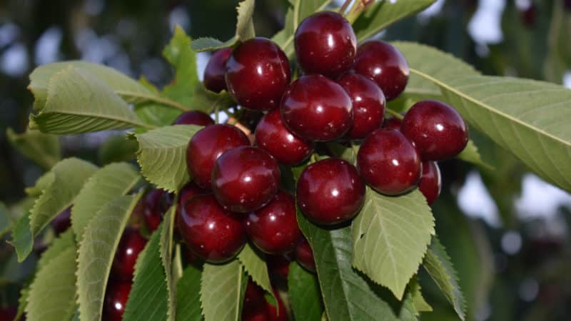 The cherry variety Iput, adored by many gardeners
