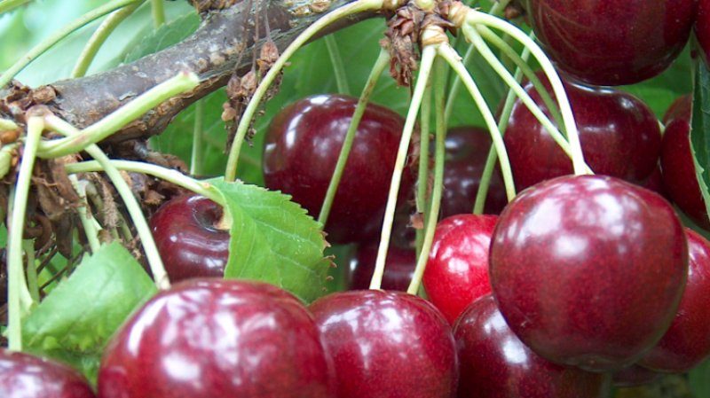 Fruitful and disease-resistant cherry variety Regina