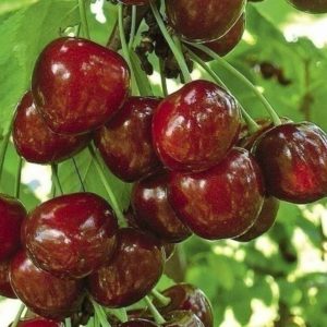 Fruitful and disease-resistant cherry variety Regina