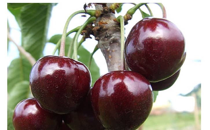 Fruitful and disease-resistant cherry variety Regina