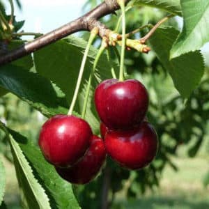 Fruitful and disease-resistant cherry variety Regina
