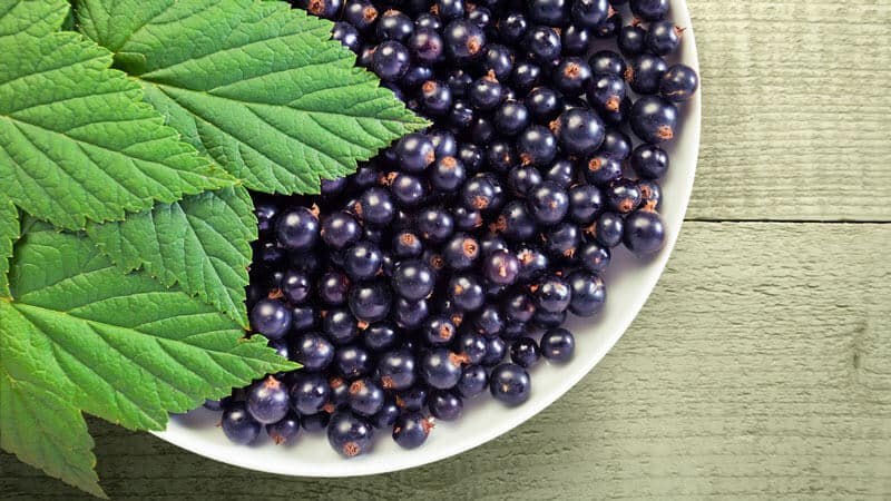 Black currant for weight loss