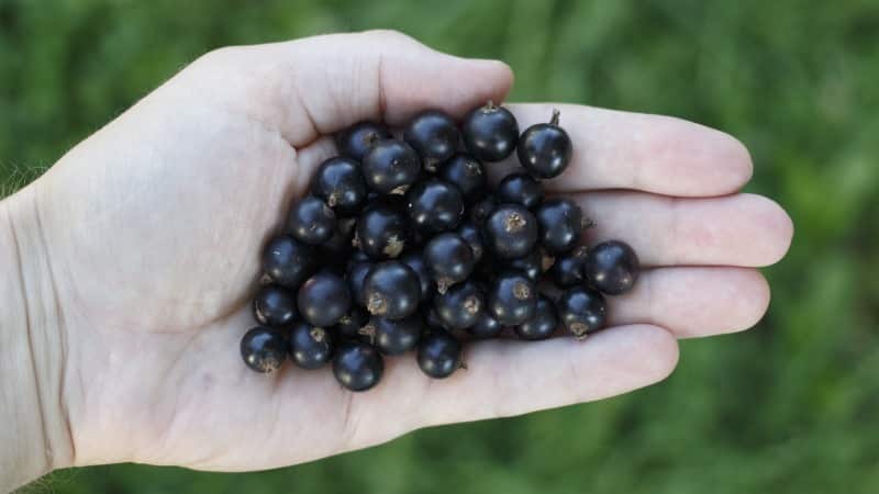 Black currant for weight loss