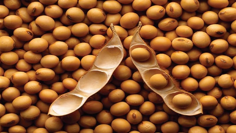 What are beans and how are they different from kidney beans?