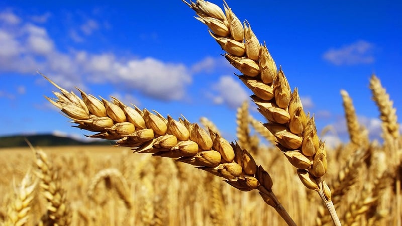 What is the falling number of wheat and how is it determined?