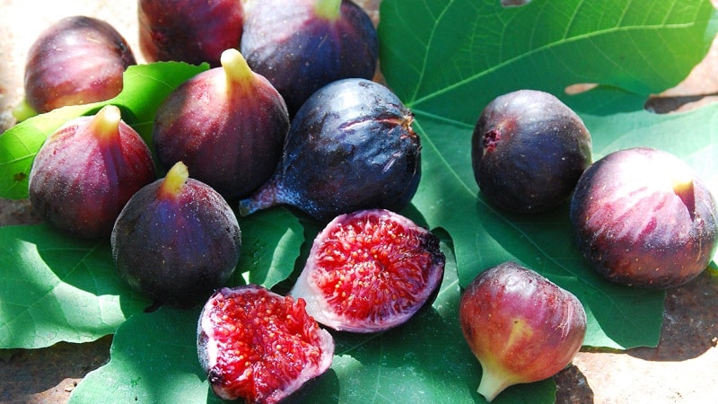 What is a fig and what is remarkable about the fig tree?