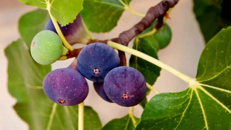 What is a fig and what is remarkable about the fig tree?