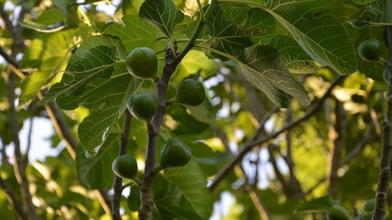 What is a fig and what is remarkable about the fig tree?