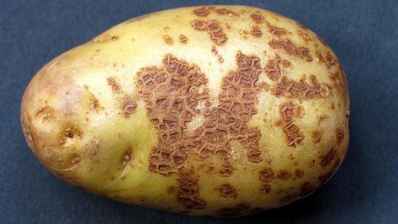 Technology for preparing potatoes for planting