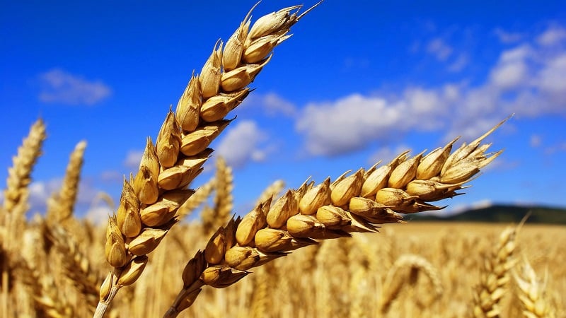 What is wheat, what family does it belong to - complete description