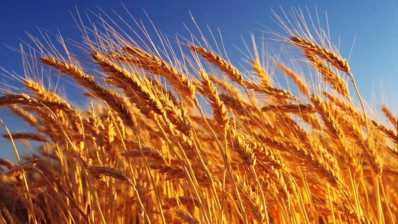 What is wheat, what family does it belong to - complete description