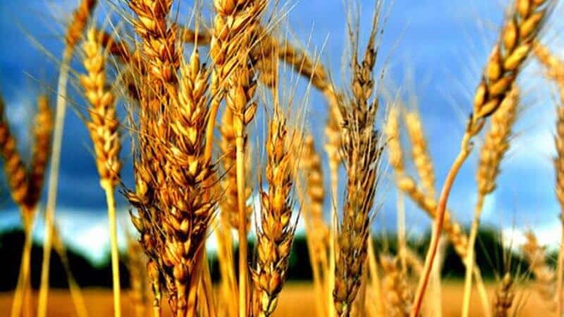 What is wheat, what family does it belong to - complete description