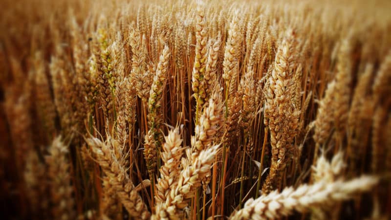 What is wheat, what family does it belong to - complete description