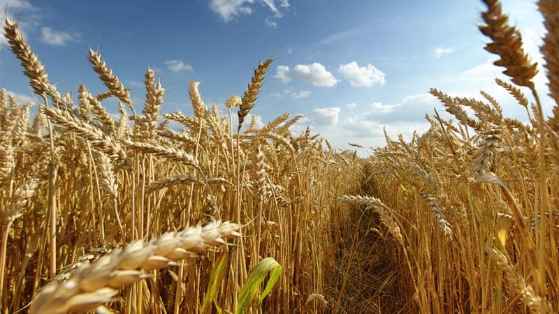 What is wheat, what family does it belong to - complete description