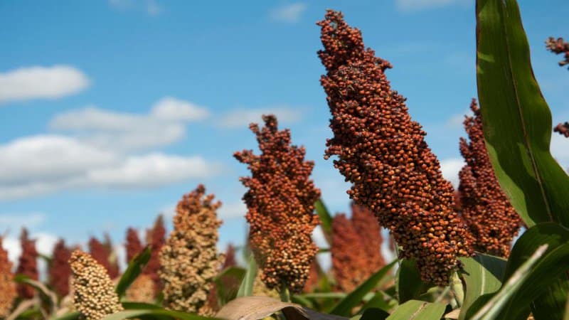 What is sorghum and how is it used in different areas of life?