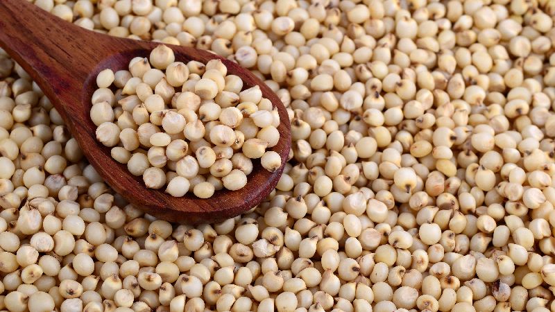 Use of sorghum as feed for poultry and livestock