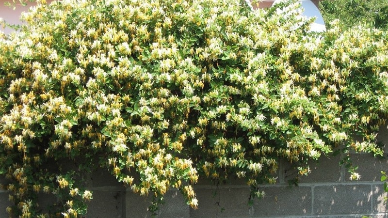 Decorative honeysuckle - planting and care