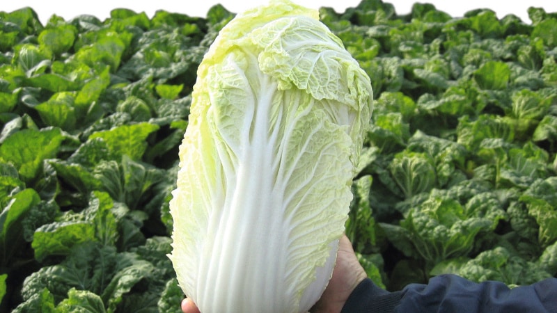 Diet for weight loss using Chinese cabbage: principles, approximate diet, reviews and results