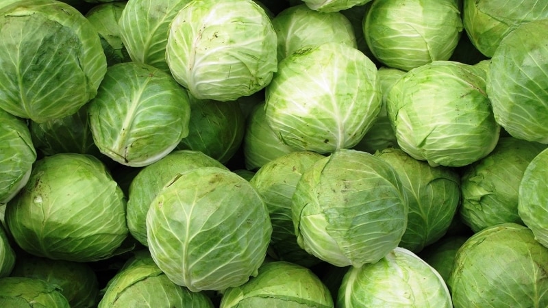 High-yielding unpretentious cabbage hybrid Kilaton f1