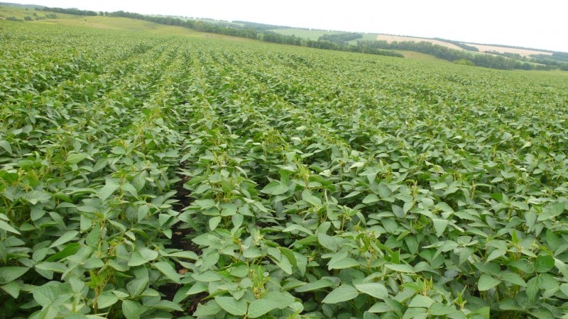 Photos and characteristics of soybean varieties