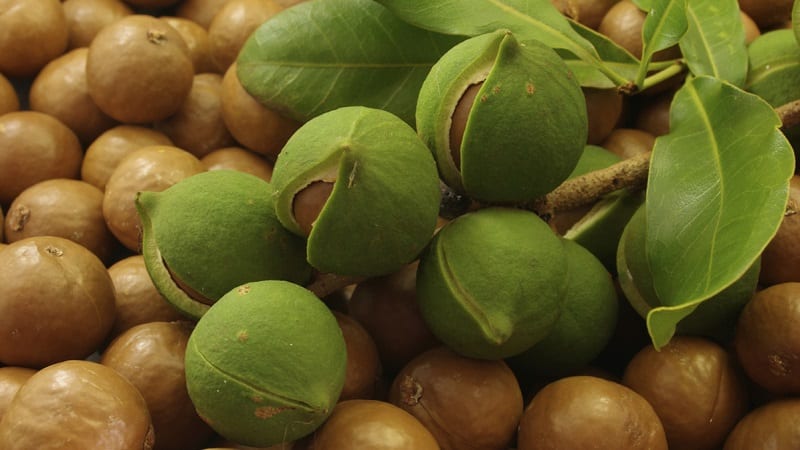 Where and how does macadamia nut grow and how is it used?