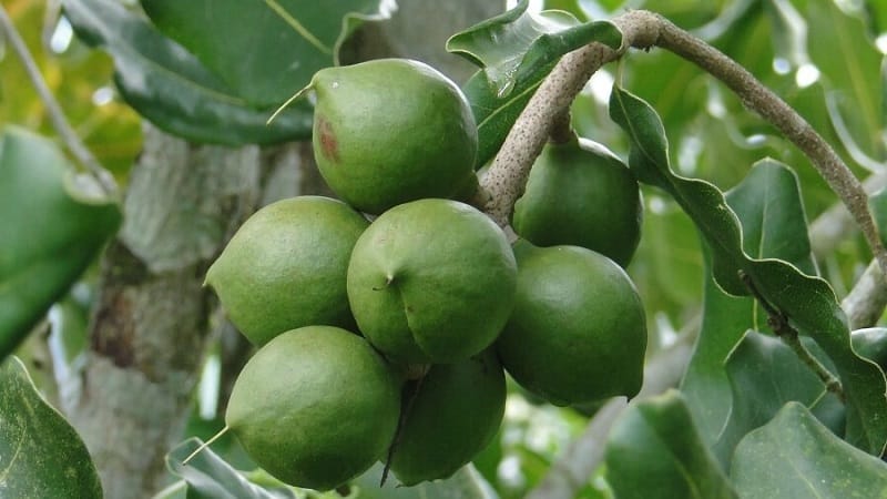 Where and how does macadamia nut grow and how is it used?