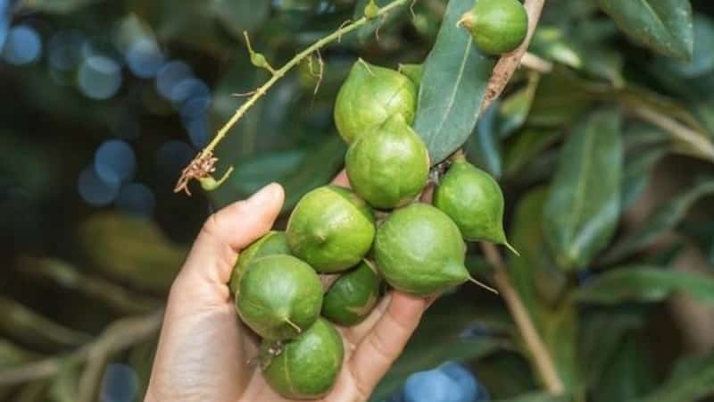 Where and how does macadamia nut grow and how is it used?