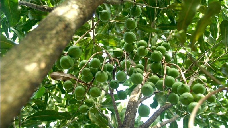 Where and how does macadamia nut grow and how is it used?