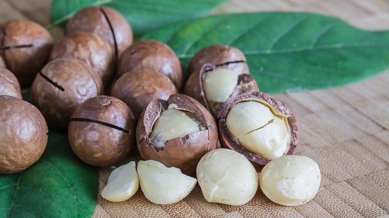 Where and how does macadamia nut grow and how is it used?